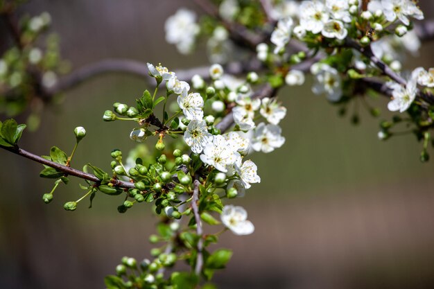 El cerezo en flor en el jardín de primavera