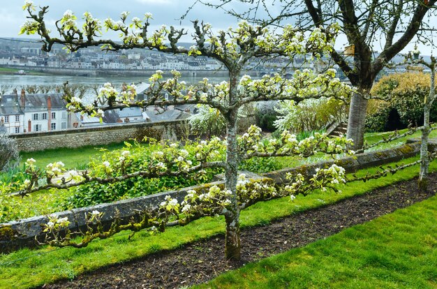 Cerezo en flor en el parque de la ciudad (Blois, Francia)