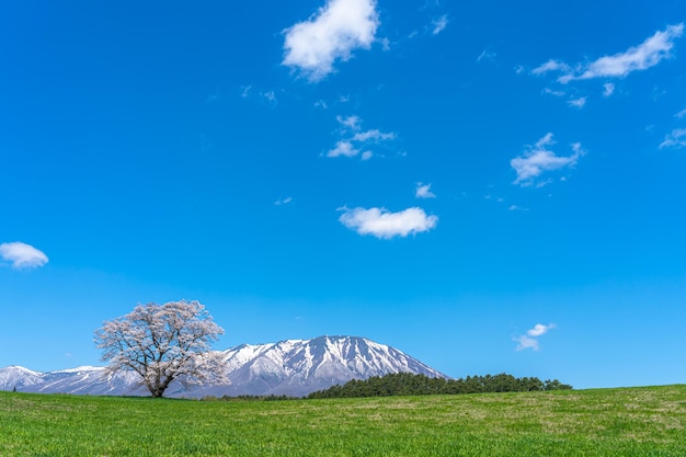 Un cerezo en flor en una pradera verde. Montañas cubiertas de nieve en el fondo sobre el cielo azul.