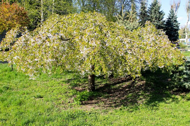 Cerezo con flor de primavera blanca en el parque