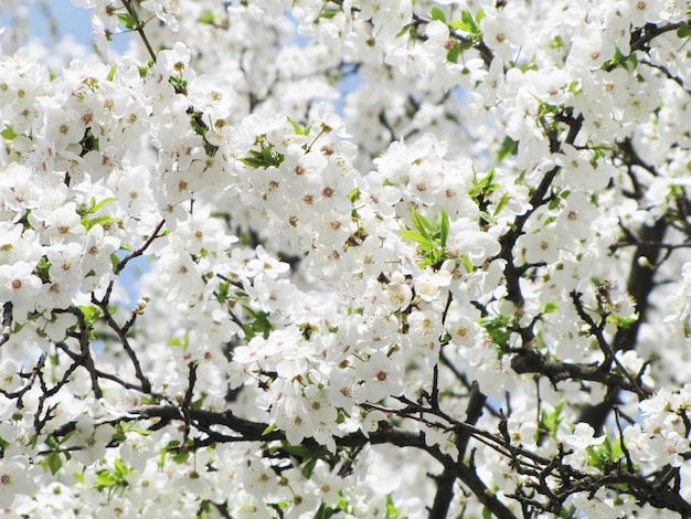 Cerezo en flor