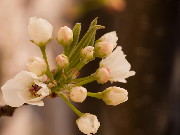 Cerezo en flor.