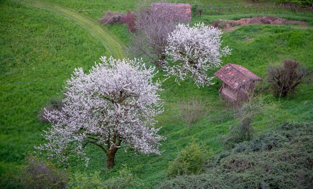 Foto cerezo en flor