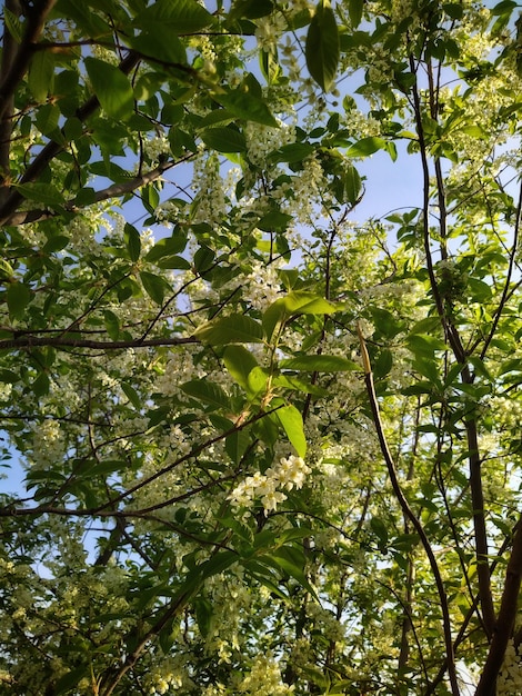 Cerezo en flor