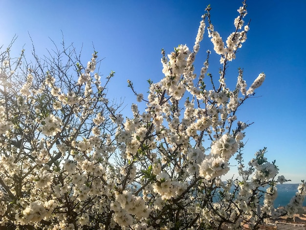 Cerezo floreciente en un cielo azul soleado