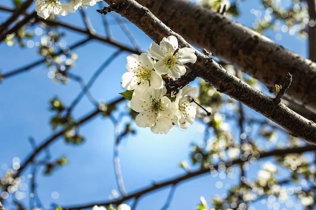 Cerezo floreciente en el jardín Temporada de primavera de plantas en crecimiento Concepto de jardinería