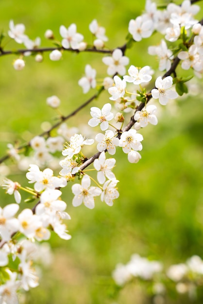 Cerezo floreciente Tiempo de primavera Día soleado Fondo de pantalla de primavera Enfoque selectivo