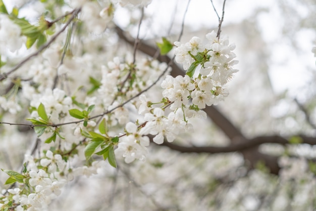 Cerezo floreciente