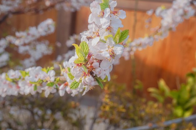 Un cerezo con flores blancas frente a una valla de madera.