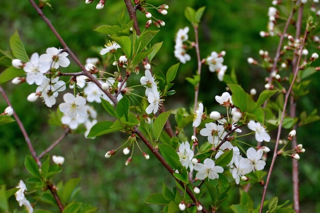 cerezo con flores blancas y hojas verdes y ramitas aisladas, primer plano