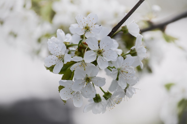 El cerezo ha florecido Hermosas flores de cerezo de primavera en el jardín Jardinería