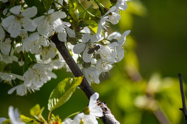 El cerezo ha florecido Hermosas flores de cerezo de primavera en el jardín Jardinería