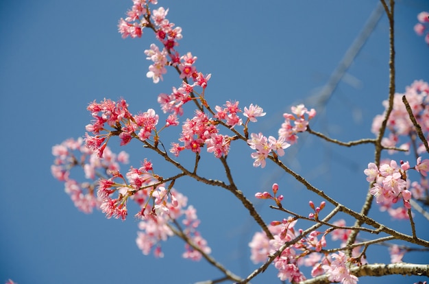 Cerezo del Himalaya con cielo azul