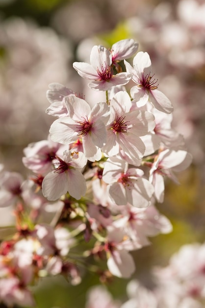 Cerezo japonés detalle de flores