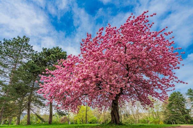 Cerezo japonés sakura con flores rosas en primavera en prado verde