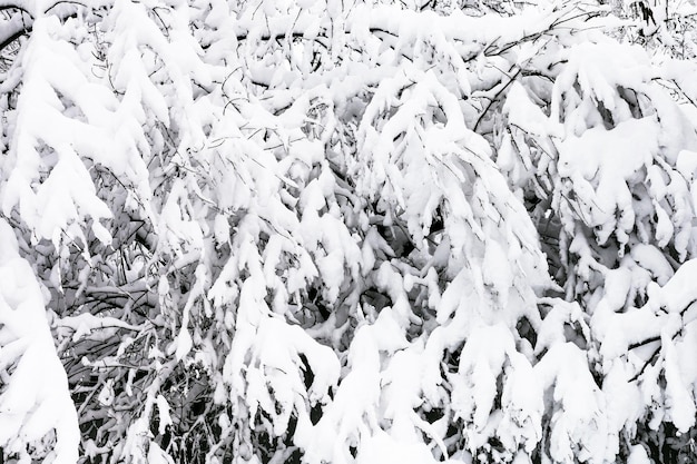 Cerezo nevado en nevadas en huerto