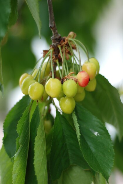 Cerezo orgánico en una rama