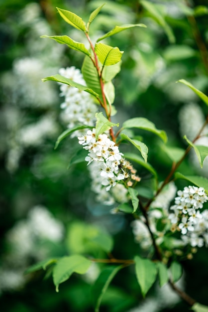 Cerezo de pájaro blanco que florece en primavera