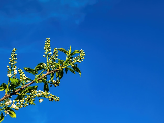 Cerezo de pájaro floreciente sobre un fondo de cielo azul