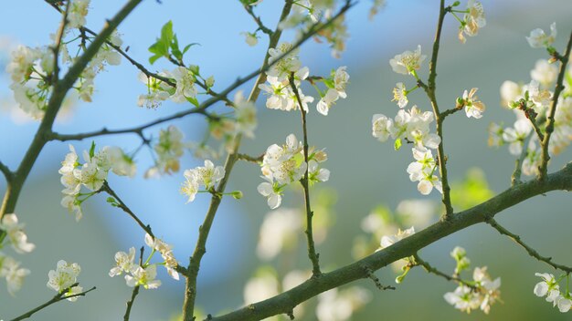 Foto el cerezo de pájaro prunus padus florece con flores blancas en primavera gean o cerezo de ave de cerca