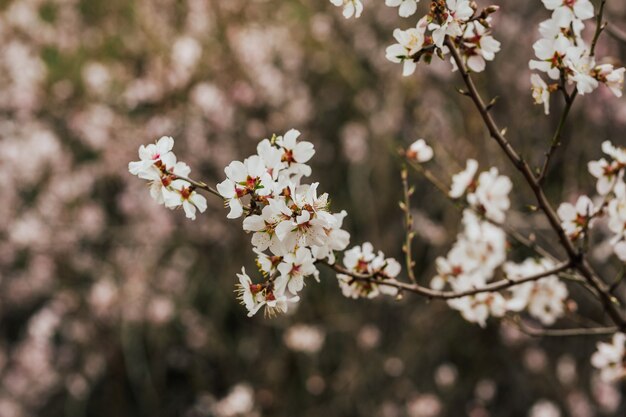 Cerezo en primavera en la naturaleza