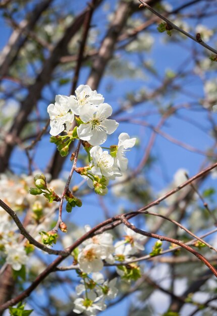 Un cerezo que florece en primavera contra un cielo azul en un día soleado en Grecia