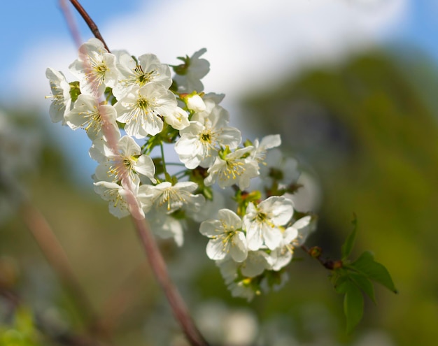 Un cerezo que florece en primavera contra un cielo azul en un día soleado en Grecia