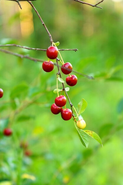 Cerezo rojo maduro en un árbol Frutas ricas en vitamina C y antioxidantes Foco selectivo Foto vertical