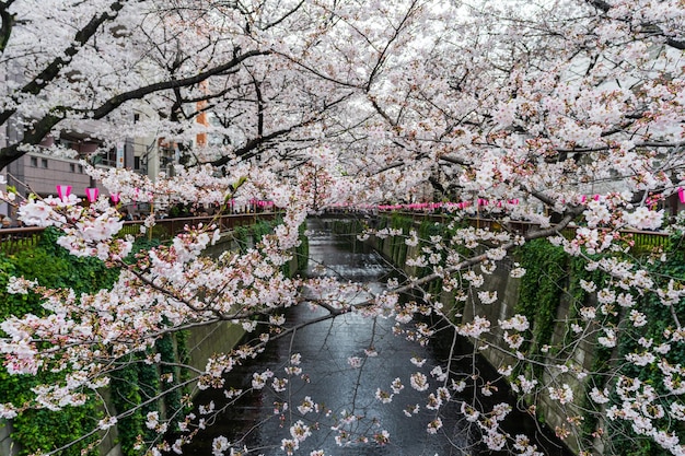 El cerezo rosado en flor junto al canal