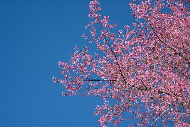 Cerezo salvaje del Himalaya y cielo azul