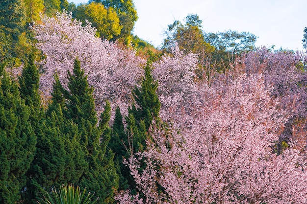 El cerezo silvestre del Himalaya o Prenus Cerasoides llaman al árbol Nang Phaya Suar Klong, la flor rosa florece por completo en todo el árbol, parece un sakura Tailandia