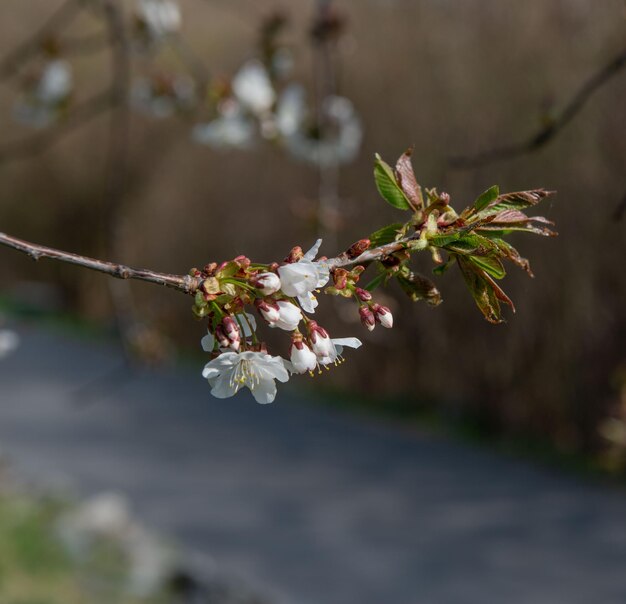 Los cerezos en flor acaban de florecer