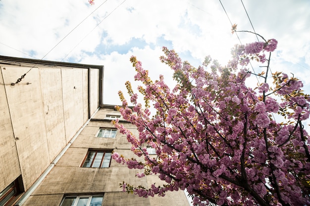 Cerezos en flor en un árbol