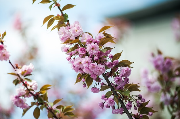 Cerezos en flor en un árbol