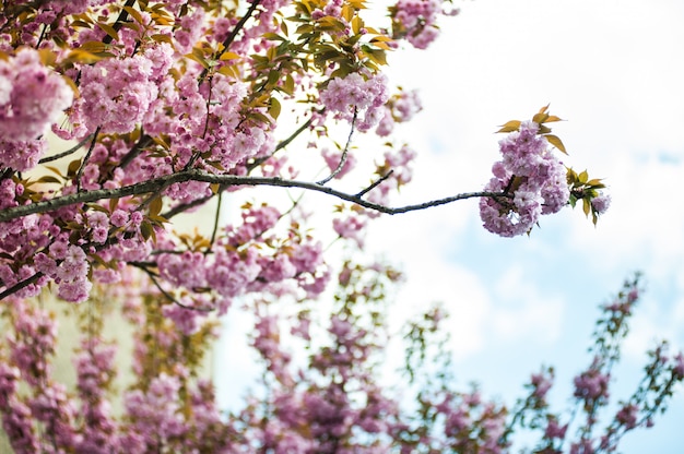 Cerezos en flor en un árbol