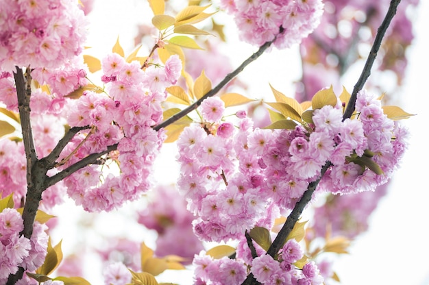 Cerezos en flor en un árbol