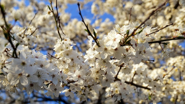 Los cerezos en flor de cerezo blanco son un símbolo de primavera y pureza