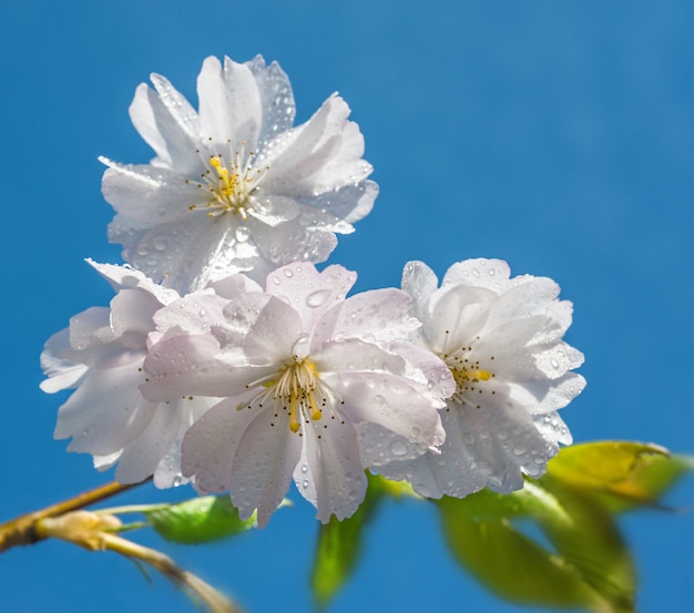 Cerezos en flor en el cielo azul