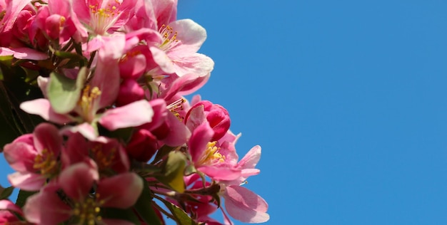 los cerezos en flor están en plena floración contra un fondo de cielo azul de gran formato con espacio de copia para texto