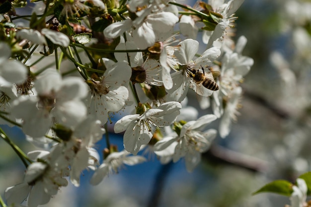 Cerezos en flor macro