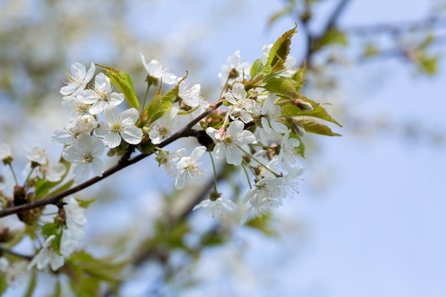 Cerezos en flor en primavera