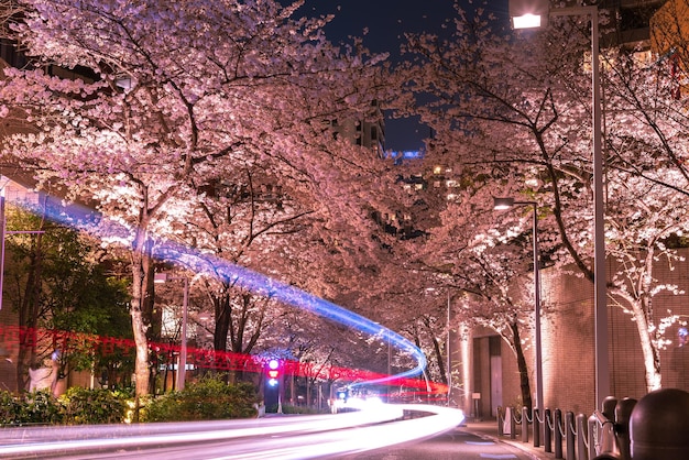 Los cerezos en flor en Roppongi Sakurazaka Tokio JAPÓN