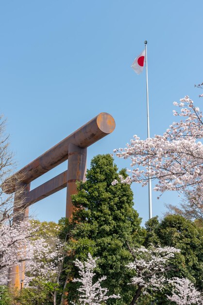 Los cerezos en flor en el Santuario Yasukuni Tokio JAPÓN