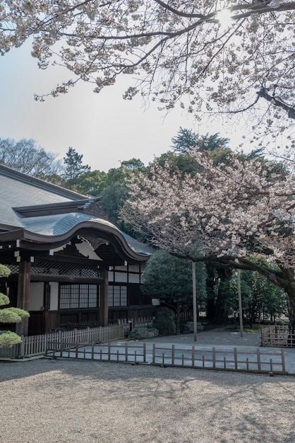 Los cerezos en flor en el Santuario Yasukuni Tokio JAPÓN