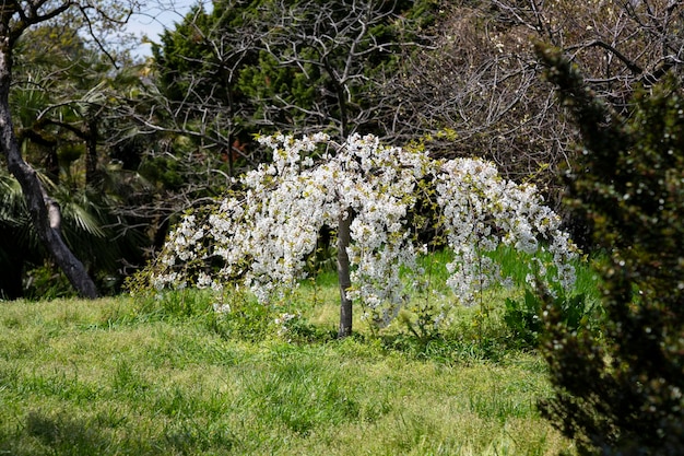 Los cerezos en flor son el símbolo de la primavera en japón primavera en japón