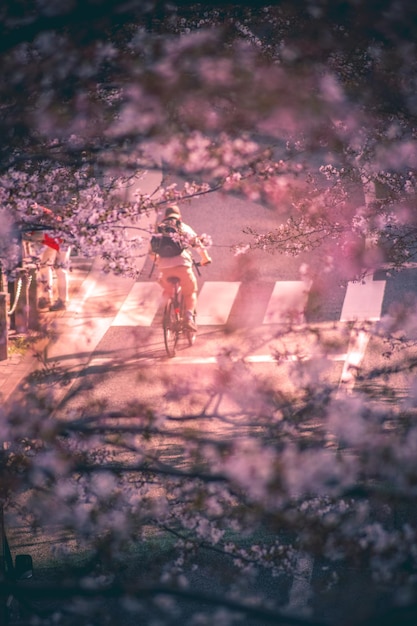 Foto los cerezos y la gente en roppongi