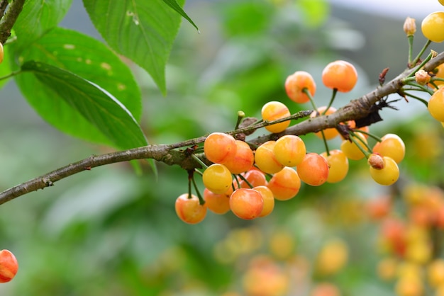 Los cerezos de la granja maduran y se convierten en cerezas en verano.