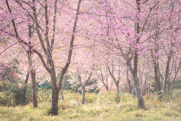 Cerezos del Himalaya silvestre (Prunus cerasoides)