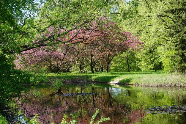 Cerezos japoneses en flor que se reflejan en el agua