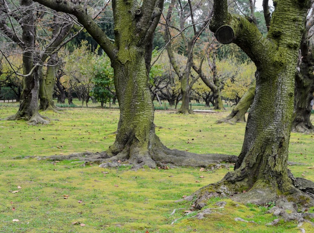 Cerezos japoneses con musgo